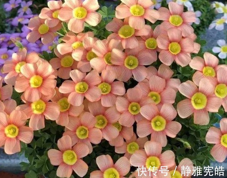 花色|居家就养此款花卉,好养易打理,365天开花不断,给点水就疯长