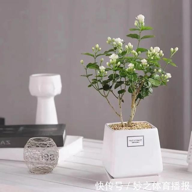 最爱晒太阳的8种花,越晒开花越多,阳台养几盆,开花成海