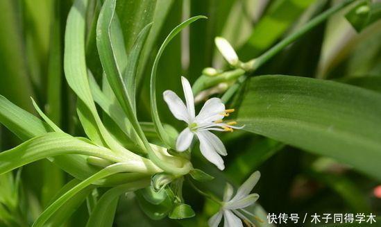 4种花超漂亮，个个美出状态，花期长开花勤，养家里，四季有花赏