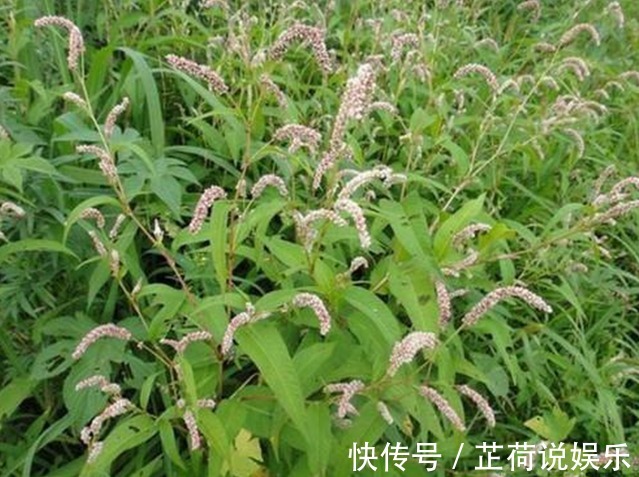 晕车症|农村里用来喂猪的野草,城里人用它来治疗晕车症,百试百灵