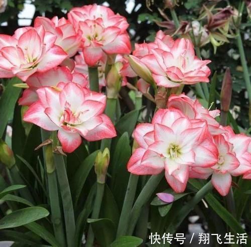 养护|家里就养4种花，漂亮花期长，一年四季开不停，养护简单又漂亮！