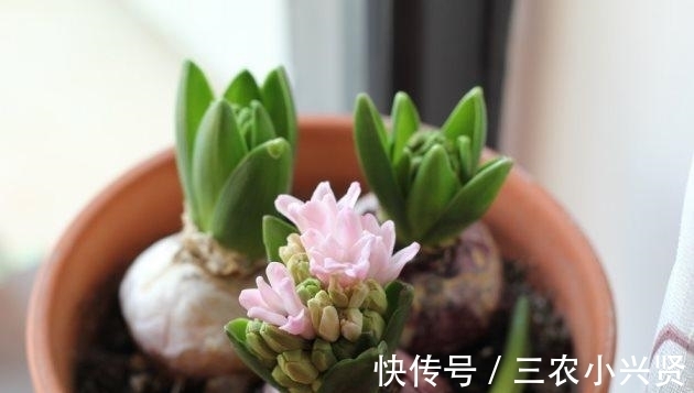 花语|风信子有毒吗? 风信子可以放在卧室内养吗?