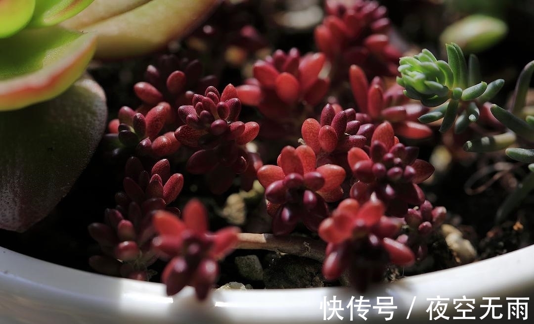 养殖|2种容易爆盆的多肉,这样养,状态更加好