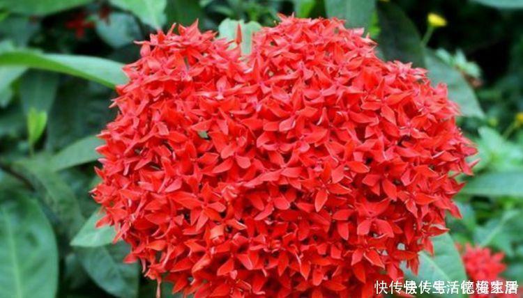 柠檬粉|阳台养这几朵花,花开不断,开花幽香暗淡,花型圆滚惹人爱