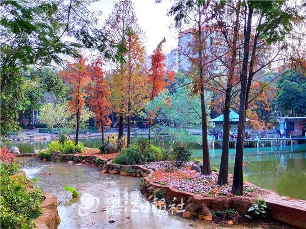 梦幻|梦幻！霞湖公园水杉换红装