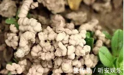 养花“3种”黄金土壤,不黄叶、不烂根,蹭蹭长爆盆,一学就会