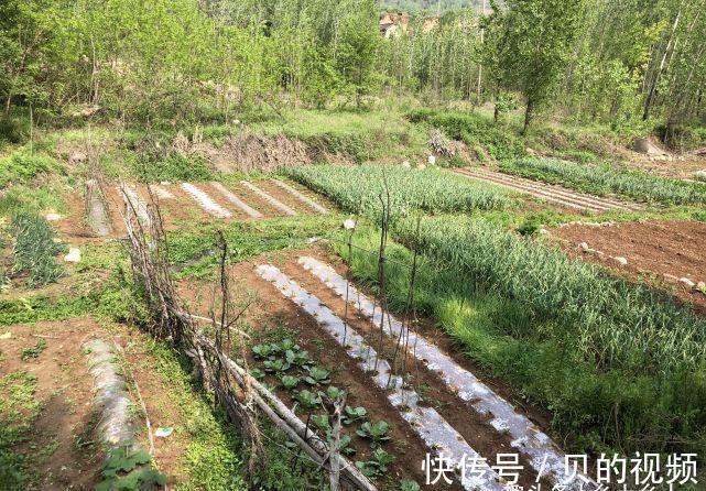 夫妻|俗语:“过了夏至节,夫妻各自歇”,为啥夏至过后,夫妻要各自歇
