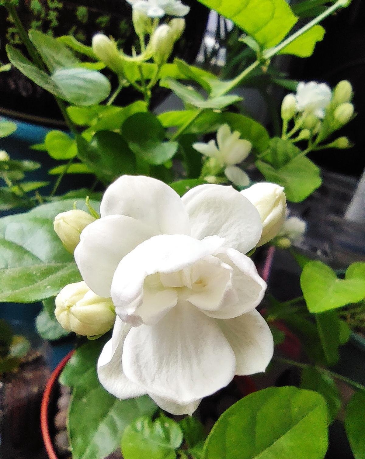 5种花都说不吉利,我却养了一大盆,每年开花都美翻了