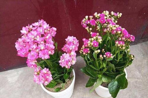  换盆|养长寿花，3件事别做，不然满头花苞也不开，别忽视