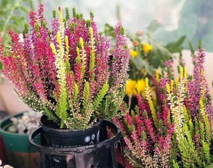 4种漂亮花,家里养一盆最合适,开花漂亮花期长,谁养谁喜欢