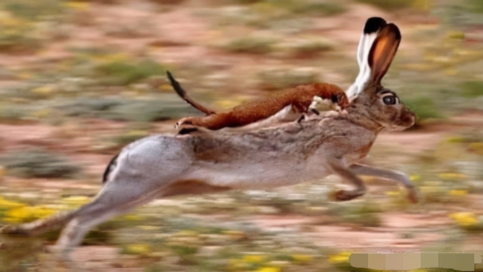 动物$黄鼠狼会给鸡“拜年”，月圆之夜还会拜月，真这么神奇？想多了