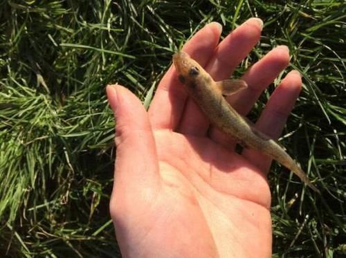 食用价值|农村这种鱼，儿时很多，钓鱼人见到就头大，如今却5元一条很稀罕