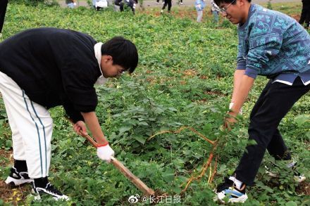 劳动课|必修课！武汉一大学开出8亩地教学生种菜