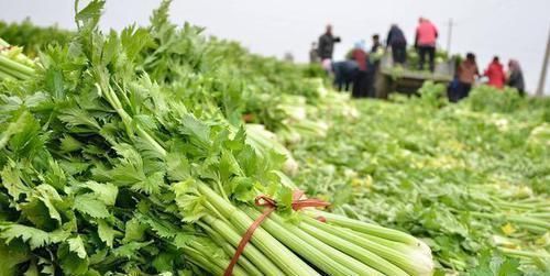 祸根|糖尿病的“祸根”发现了，别总是冤枉甜食，3物再馋也要管住嘴