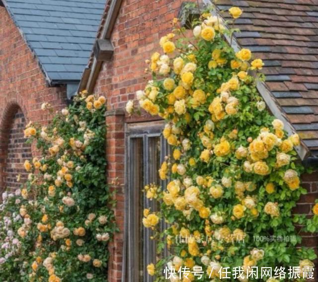 印象派的热情开朗你见过吗