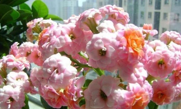 花色艳、花量大的“4种花”，全年花开不停，开爆阳台变花园！