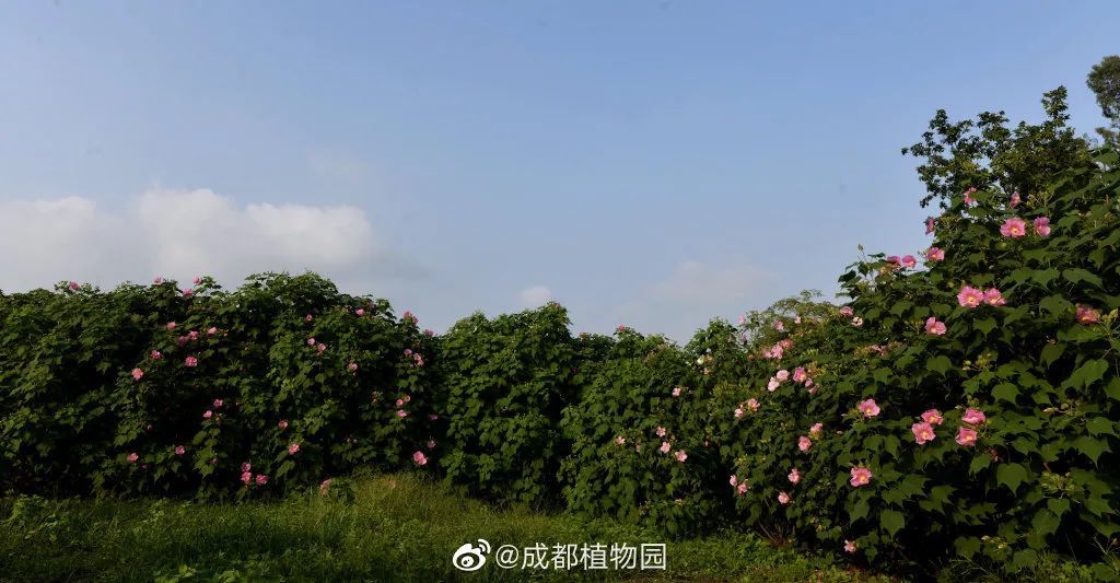 天府芙蓉园|C位出道！成都50000株芙蓉花开了