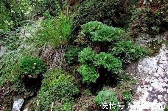 盆景|山崖上一种草，被称“还魂草”，人人见了挖一株，说是很值钱！