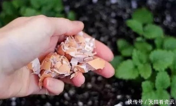 根不黄叶|花盆中撒一把,不管多焉多难养的花,不烂根不黄叶,花开爆盆