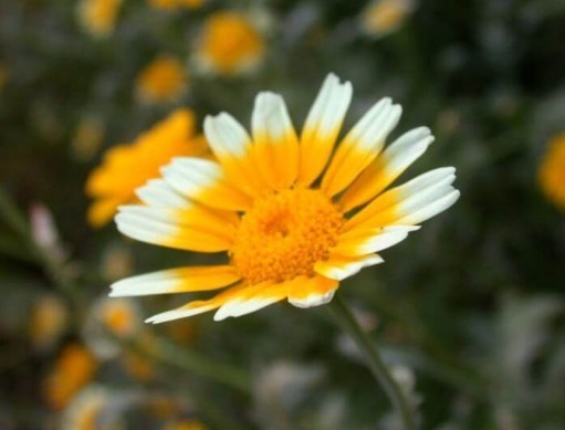 喜欢菊花，不如养盆''茼蒿菊''，高雅花色，花期超长，美不胜收