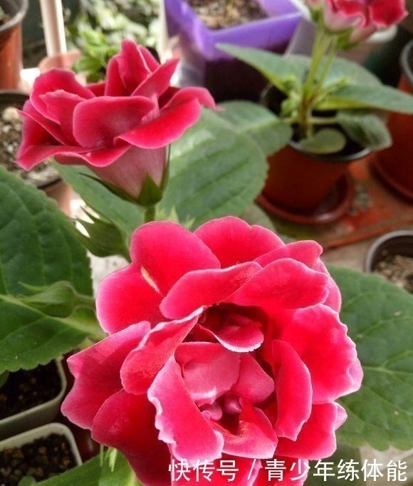 保鲜膜|这种花“太顽强”,叶子“剪碎”插土里还能发芽,开花还非常漂亮!