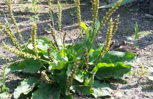 治病|车前子，百姓的治病良药！7大顶级妙用，极少人知道！全家都受益