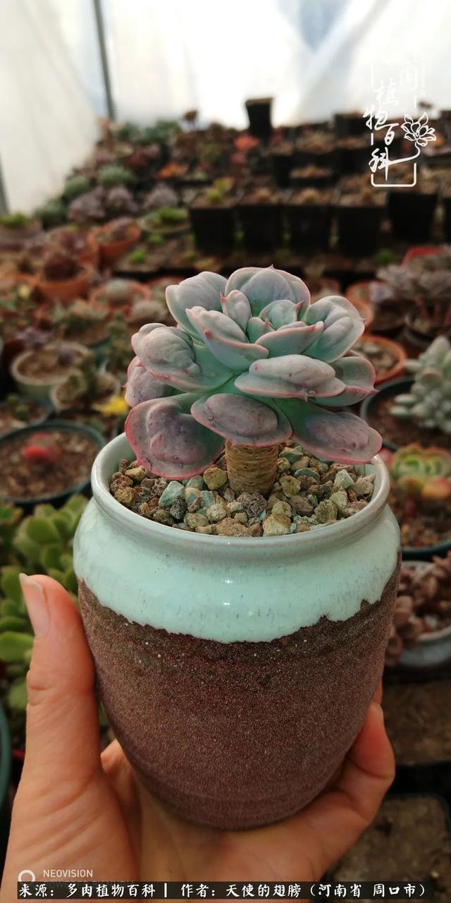 唯有植物,我的人生才不孤独!