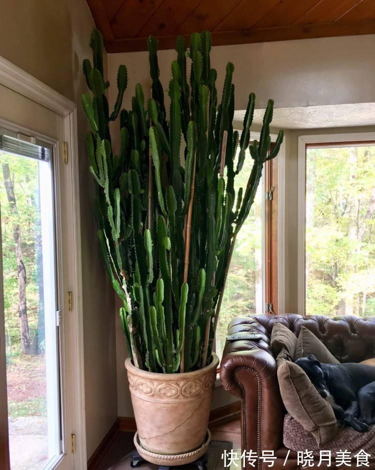 7种大型花,建议在客厅养一盆,吸废气制氧气,还有旺家的好寓意