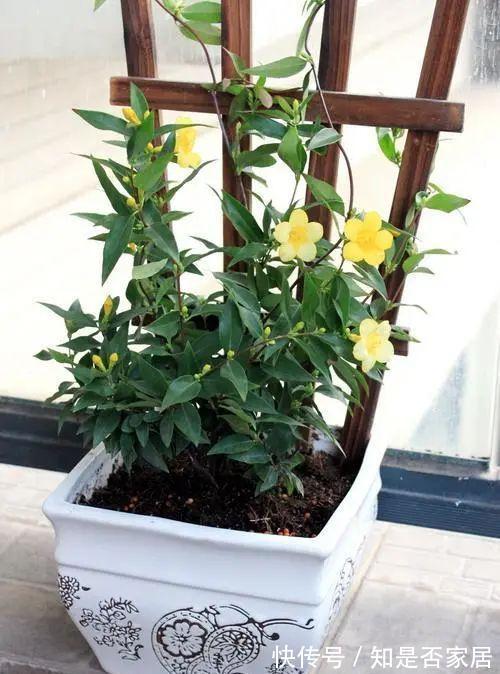 汁液|毒性很强的“网红花”,商家告诉你它有多好看,闭口不提它有多毒