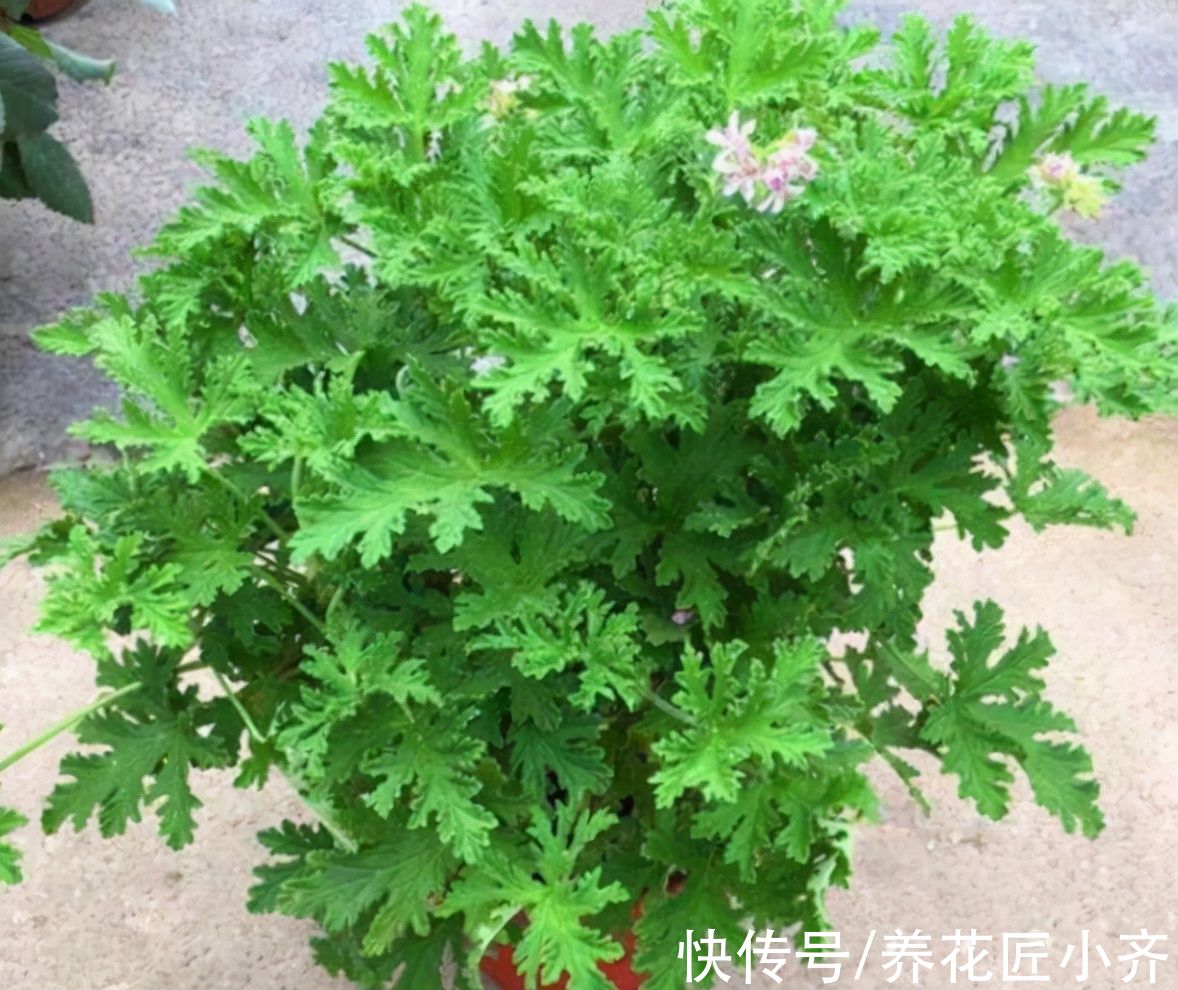 5种“健康花”,现在种养好它,夏天可有“大作用”,漂亮又养生