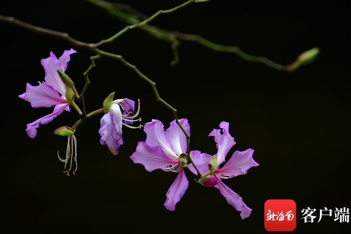 組圖海口 洋紫荊花悄然綻放大園路變身 花園路 中國熱點