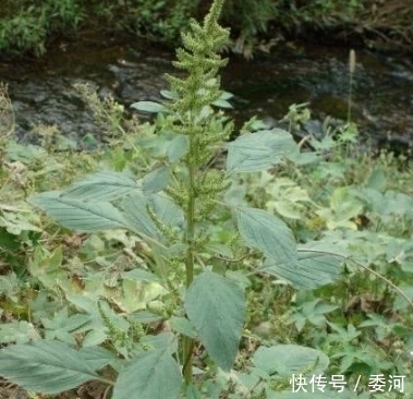 農(nóng)村最受追捧的5種中草藥,你認(rèn)識(shí)幾種?認(rèn)識(shí)3種以上的就厲害了