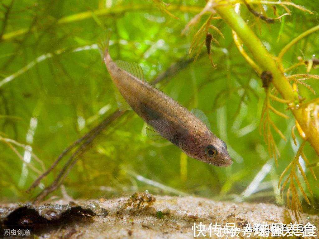 饵料|鱼总咬上钩,是因为下钩陷入酱层?钓钝就是新手?别被忽悠了