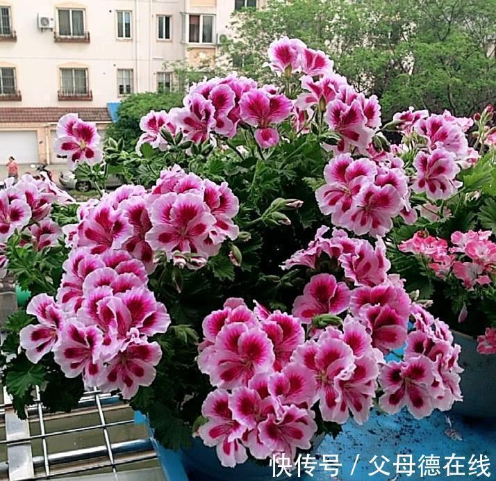 如果家里只能养一种花,那就是它,花开四季,花多爆盆