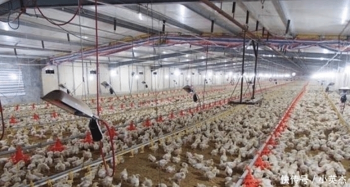 一只鸡就两条腿，肯德基鸡腿为啥能供应不断，看完养鸡场就明白了