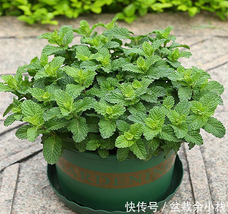 养成片|为什么薄荷值得养?价格低、成活率高,新人栽种轻松养成片