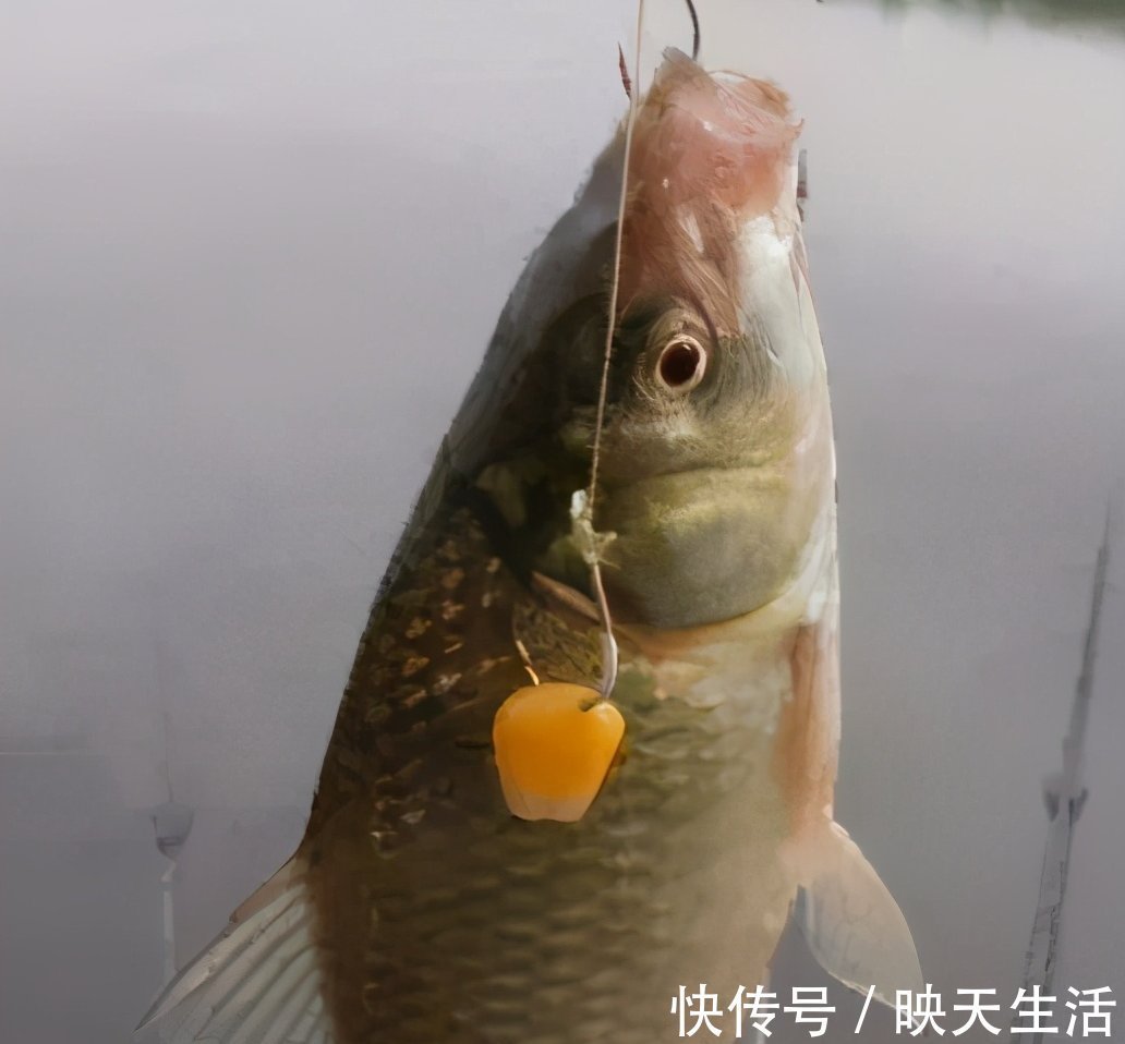 钓鱼调漂技巧！浮漂调漂别搞得太复杂，一看就会调漂方法！