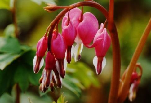 便宜又好养的花，养家里，沾土就能活，开花就爆盆