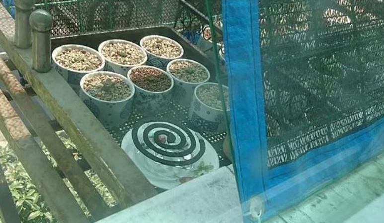 蚧壳虫|解决多肉长蚧壳虫有套路，这4个方法，一学会就能轻松搞定