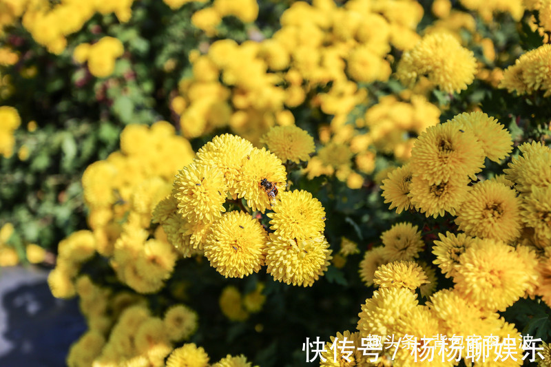 谷赏菊品菊|秋日自驾山东新泰，万亩花海良心谷赏菊品菊