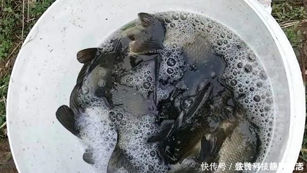 铅坠|七星漂钓组的搭配和调漂技巧,野钓鲫鱼最靠谱钓法,钓鱼人必学