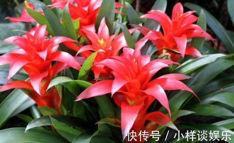 家里阳台必养此款花卉,耐寒易打理,美观又大气,花色艳丽