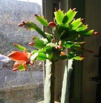 家庭养蟹爪兰，一个“小窍门”，不怕热，不怕冷，一年到头都开花