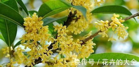 浇水|桂花怎么养才长得好,注意3点桂花开花更多哦