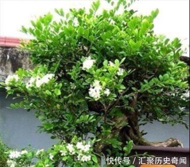 房间|我国“最香”盆栽花卉,净化空气效果好,房间摆1盆,熏得一室香!