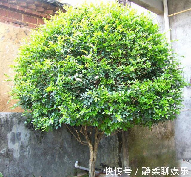 万里香|阳台养一盆它,比桂花栀子花还香,教你“3招”,长成盆景开满花