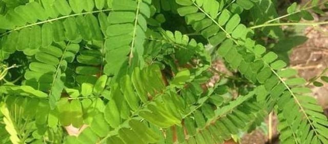 农村常见的鸡骨草，却是生产肝炎颗粒的中药材，怪不得它值钱了