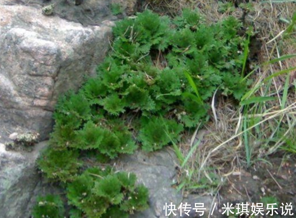 花盆|4种普通的小植物，挖回来做成“小盆景”，摆在桌面上清新自然