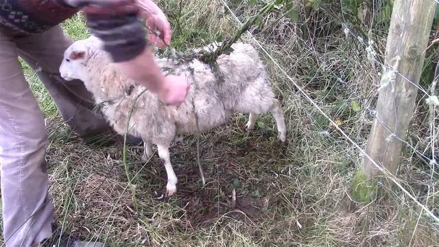 让人胆寒的恐怖植物，花朵上有剃刀状的长刺，特别容易自燃
