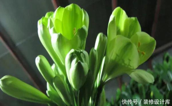 养君子兰,就用4种药,只需埋在花盆中,花剑冒不停,叶绿花还旺